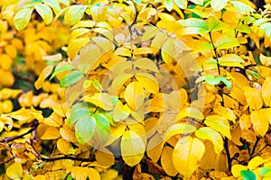 Background yellow and green leaves in the autumn tree in the park