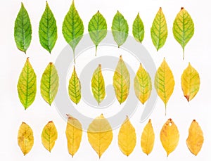 Background of yellow and green leaves in a row. Autumn concept