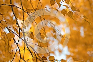 Background of yellow leaves on a golden autumn tree. Selective focus