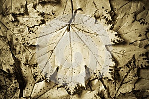 Background of yellow maple leaves, Autumn abstraction, wallpaper