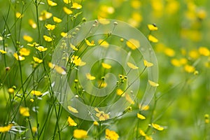 Background from yellow meadow flowers of a buttercup in a natural environment photo