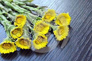 Background yellow medicinal plant mother and stepmother