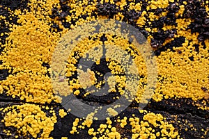 Background of a yellow moss