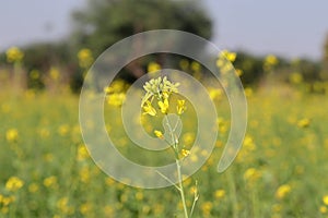 Background of yellow mustard flowers in a blooming mustard field