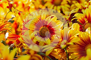 Background of yellow-orange chrysanthemums close-up in bright sunlight. Autumn flowers in the garden