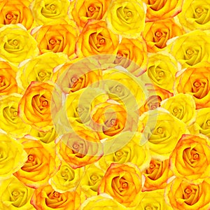 Background from yellow and orange roses