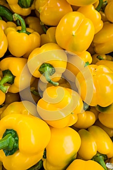 Background of Yellow Pepper. Heap Of Ripe Big Yellow Peppers