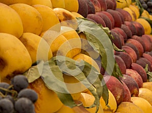 Background of yellow and red peaches, laid out horizontally