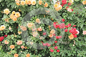 Blooming Rose flowers creating a wall