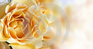 Background with a yellow rose