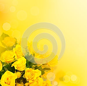 Background with yellow roses