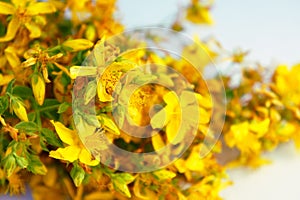 Background with yellow St. John`s wort flowers for card, web banner