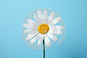 Background yellow summer flower spring nature beauty chamomile petal closeup blossom white daisy