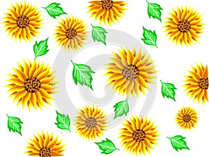 Background of yellow sunflowers flowers with green leaves and behind a white background in vector