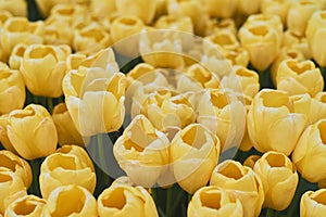 Background with yellow tulips