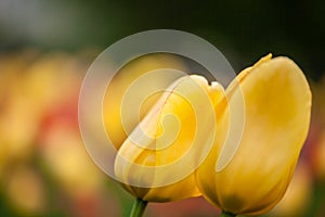 Background of yellow tulips close-up