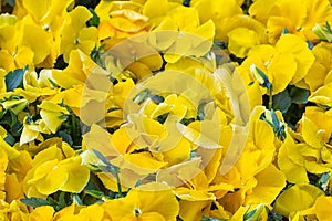 Background of yellow violets cultivation in a Dutch greenhouse