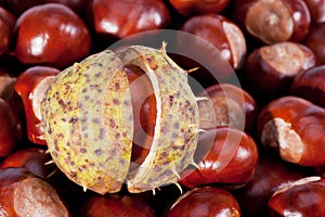 Background of young chestnuts macro