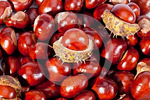 Background of young chestnuts macro