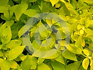 Background from young flavovirent leaves