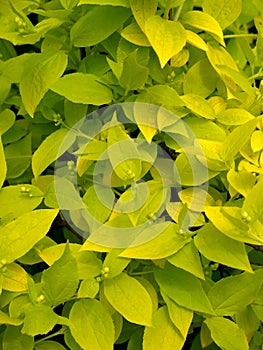 Background from young flavovirent leaves