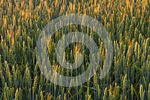 Background of young green ears of wheat field in the rays of the sun