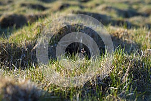 Background - a young, green grass covered with drops of dew.