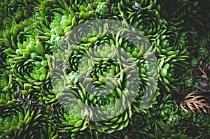 Background of young green plants of succulents. Rejuvenated Sempervivum also known as the Stone Rose