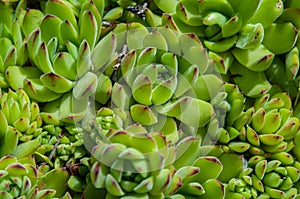 background young green plants succulents. Rejuvenated Sempervivum also known as Stone Rose.
