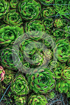 Background young green plants succulents. Rejuvenated Sempervivum also known as Stone Rose.