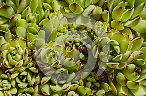 background young green plants succulents. Rejuvenated Sempervivum also known as Stone Rose.