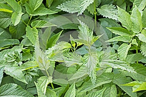 background of young nettle and hemp.