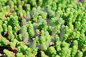 Background of the young shoots