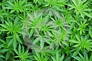 Background of young shoots of marijuana. Growing organic cannabis on the farm. Wallpaper of marijuana