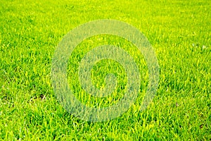 Background of young spring grass on a clear sunny day in spring and summer. Selective focus. Abstract Nature Structure