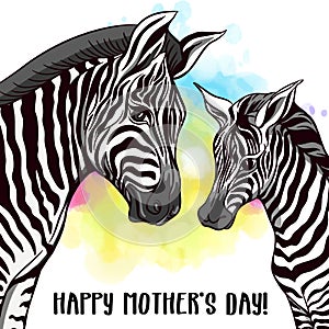 Background with zebras Vector Illustration.