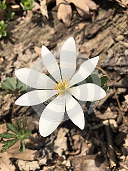 Lone Bloodroot