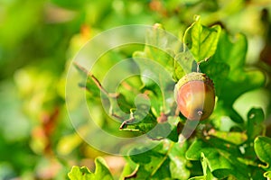 Backgrounds on acorns, on flowering trees