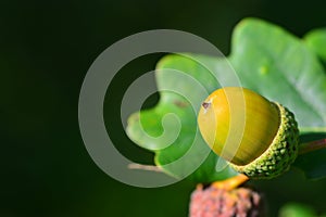 Backgrounds on acorns, on flowering trees