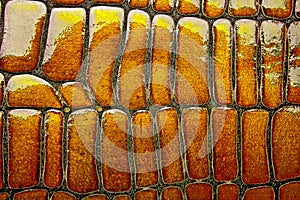 Backgrounds of alligator leather texture