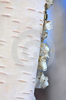 Backgrounds birches in spring