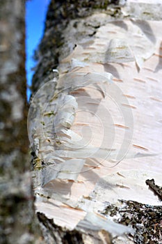 Backgrounds birches in spring