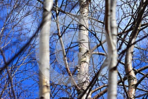 Backgrounds birches in spring