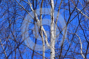 Backgrounds birches in spring