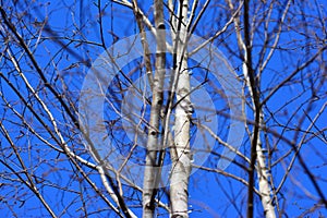 Backgrounds birches in spring