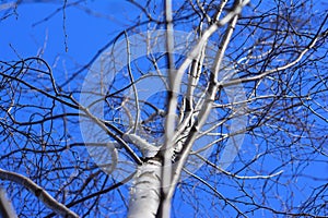 Backgrounds birches in spring