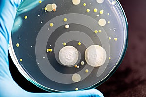 Backgrounds of Characteristics and Different shaped Colony of Bacteria and Mold growing on agar plates from Soil samples for educa