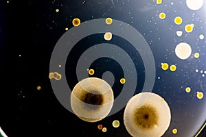 Backgrounds of Characteristics and Different shaped Colony of Bacteria and Mold growing on agar plates from Soil samples for educa