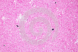 Human nervous system under the microscope in Lab.