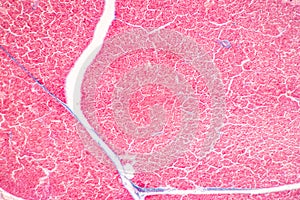 Tissue of Stomach Human, Small intestine Human, Pancreas Human and Large intestine Human under the microscope.